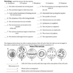 3 Reasons For Cell Division Cell Division