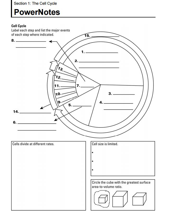 Biology 10 1 Cell Growth Division And Reproduction Worksheet 