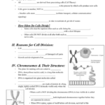 Cell Division And Cancer Worksheet Answers Cell Division