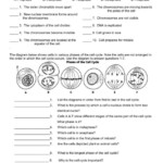 Cell Division And Mitosis Worksheet Answer Key