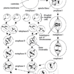 Cell Division Drawing At GetDrawings Free Download