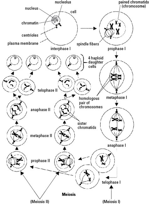 Cell Division Drawing At GetDrawings Free Download