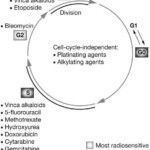 Cell Division Radiation Therapy Cell Division