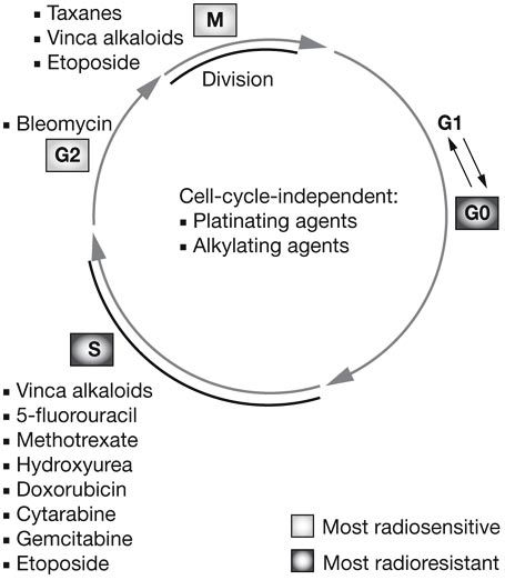 Cell Division Radiation Therapy Cell Division