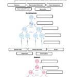 Cell Division Worksheet