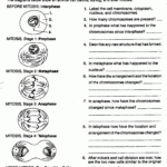 Meiosis Worksheet Answers Key Worksheetpedia