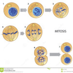 Mitosis Ilustraci n Del Vector Ilustraci n De Sencillo 22971325