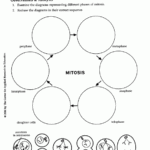 Mitosis Worksheet And Diagram Identification Answer Key Pdf