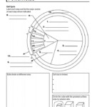 Mrs Cruz s Biology Class Chapter 5 Cell Growth And Division