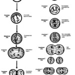 Phases Of Meiosis Worksheet Answer Key Worksheet