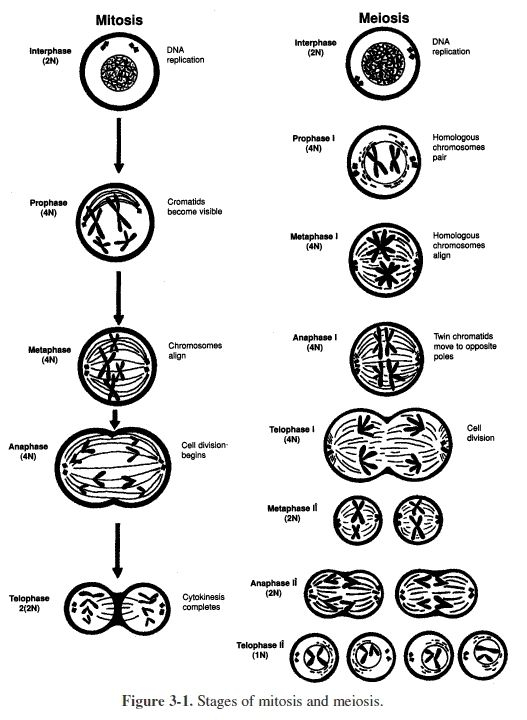 Phases Of Meiosis Worksheet Answer Key Worksheet