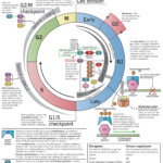 Principles Of Chemotherapy EpomedicineEpomedicine E Portal Of Medicine