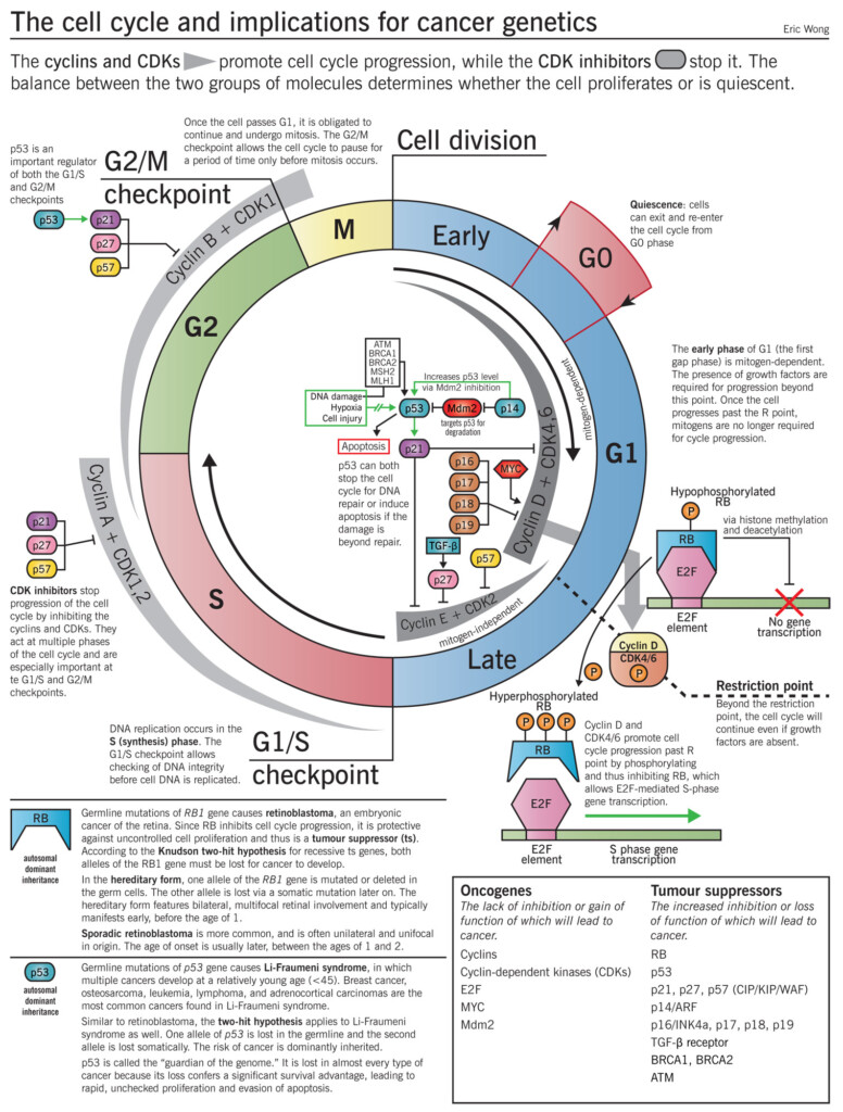 Principles Of Chemotherapy EpomedicineEpomedicine E Portal Of Medicine