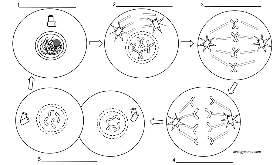 Stage Of Mitosis Worksheet Worksheet