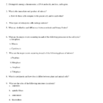 16 Cell Division Review Worksheet Worksheeto