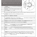 Cell Cycle Mitosis And Cancer Review Name
