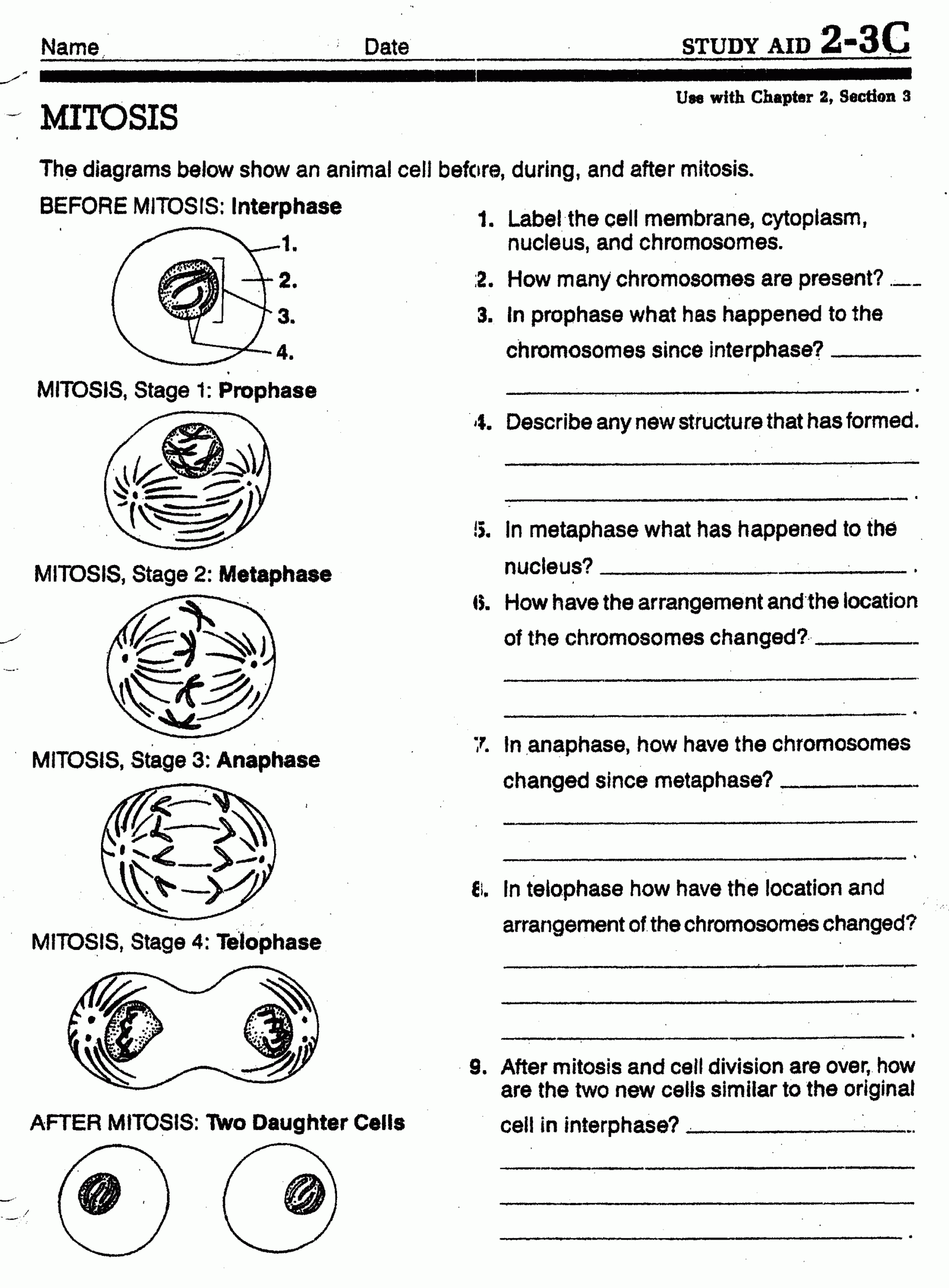 Cell Division Overview Worksheet Free Download Gambr co