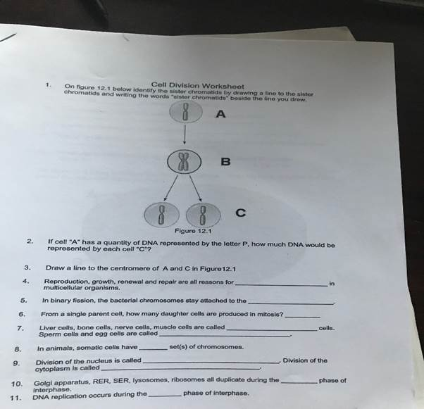  Get Answer On Figure 12 1 Below Identify The Sister Chromatids By 