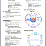 Meiosis 1 And Meiosis 2 Worksheet Answer Key