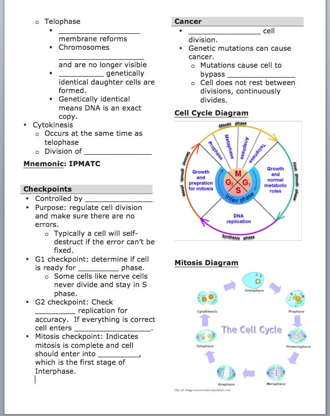 Meiosis 1 And Meiosis 2 Worksheet Answer Key